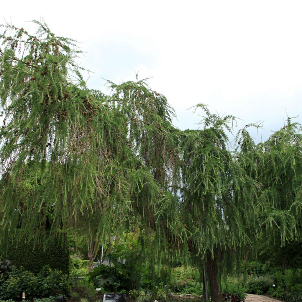 Larix Decidua Pendula Serpentine Single Stem - View 14 from www redcrocus com