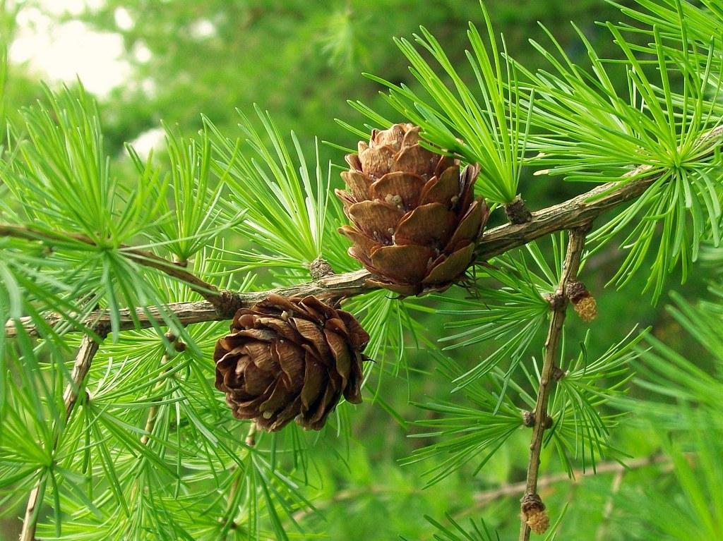 Larix Decidua Pendula Serpentine Single Stem - View 17 from www redcrocus com