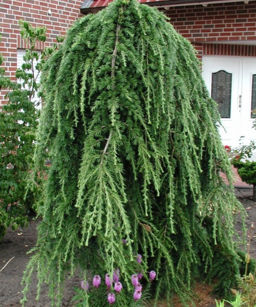 Larix Decidua Pendula Serpentine Single Stem - View 17 from www redcrocus com