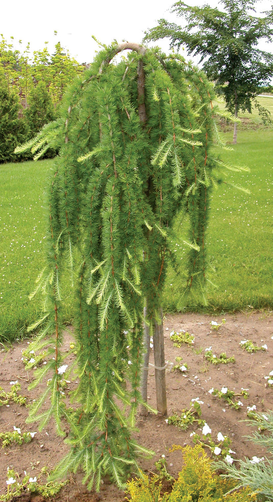 Larix Decidua Pendula Serpentine Single Stem - View 1 from www redcrocus com