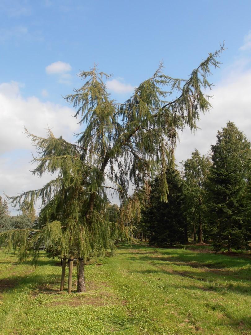 Larix Decidua Pendula Serpentine Single Stem - View 2 from www redcrocus com