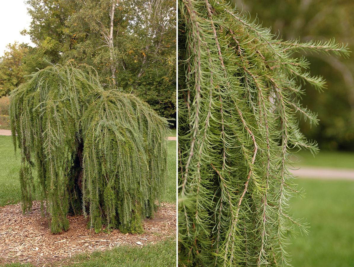 Larix Decidua Pendula Serpentine Single Stem - View 3 from www redcrocus com