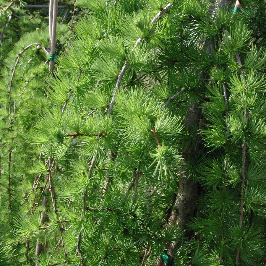 Larix Decidua Pendula Serpentine Single Stem - View 7 from www redcrocus com