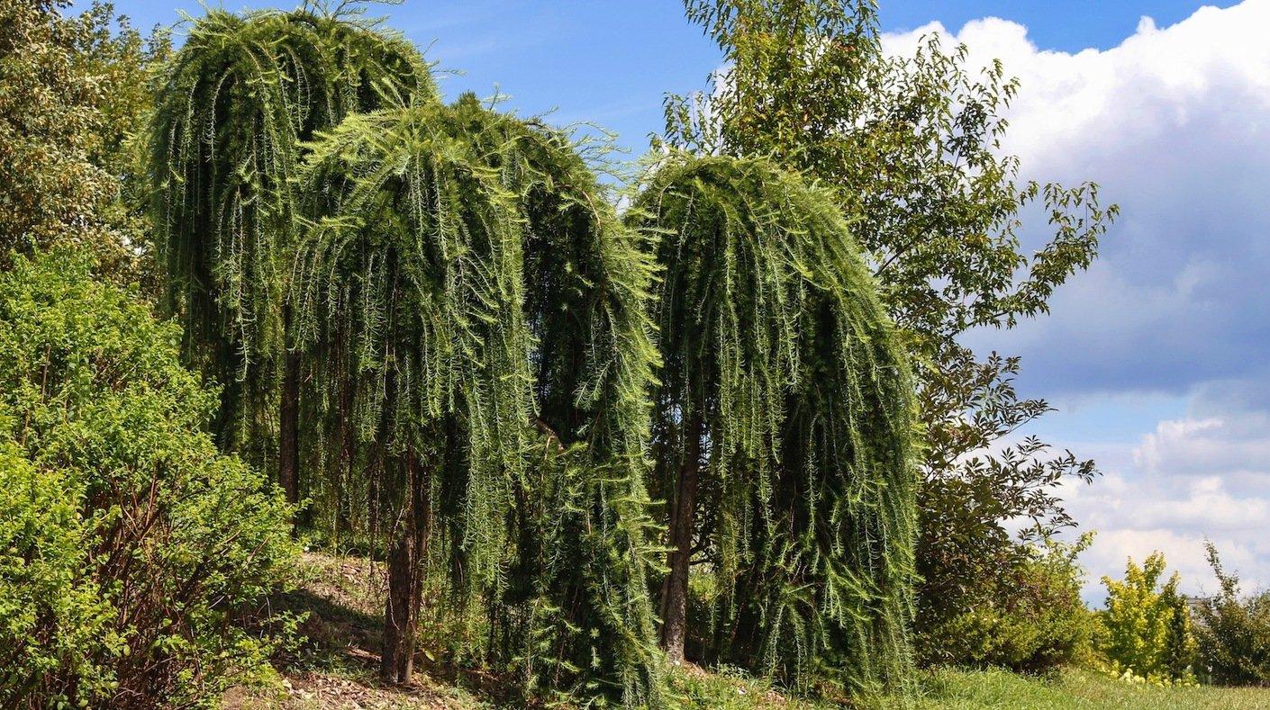 Larix Decidua Pendula Serpentine Single Stem - View 9 from www redcrocus com