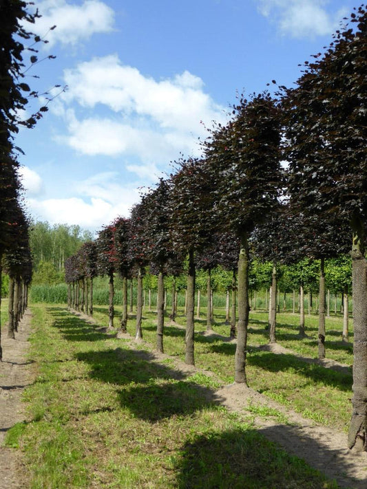 Fagus Sylvatica Screen Container - View 10 from www redcrocus com