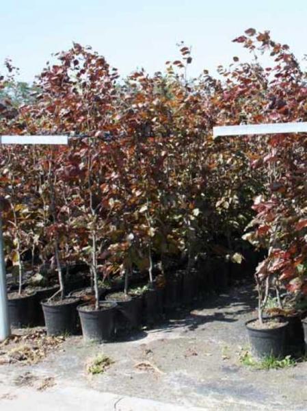 Fagus Sylvatica Screen Container - View 13 from www redcrocus com