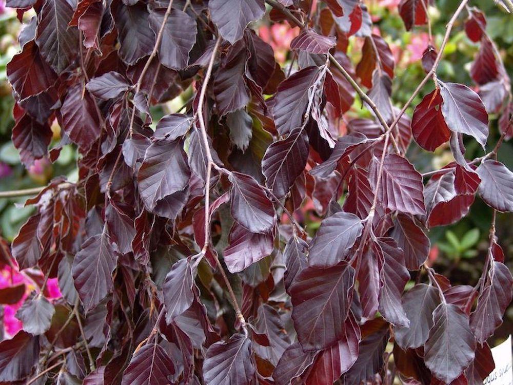 Fagus Sylvatica Screen Container - View 14 from www redcrocus com