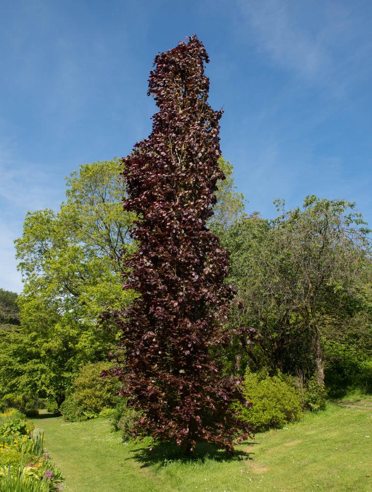 Fagus Sylvatica Screen Container - View 15 from www redcrocus com