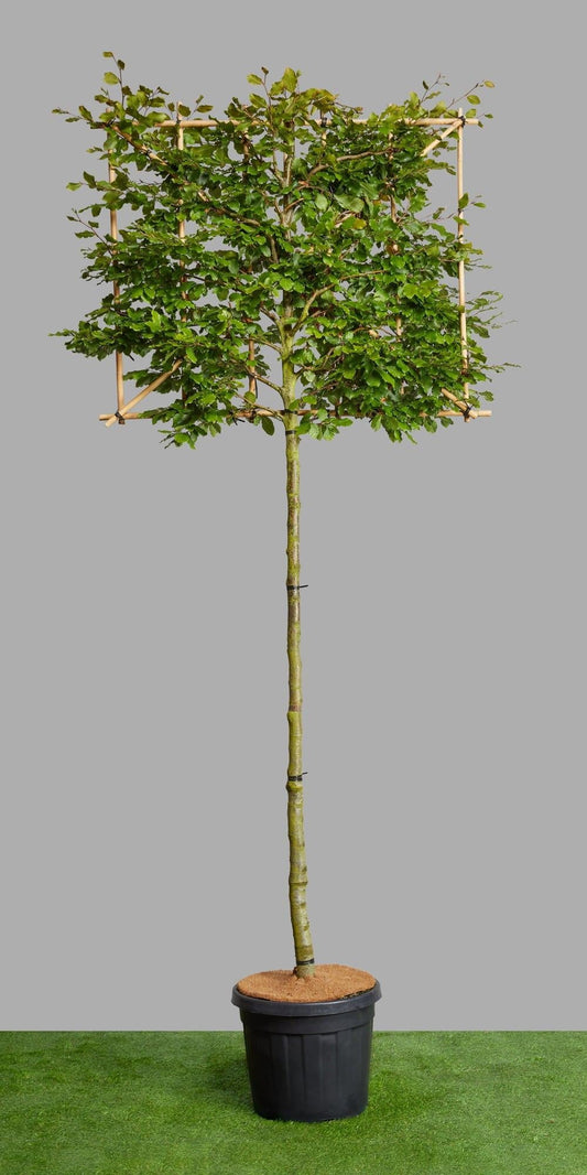 Fagus Sylvatica Screen Container - View 1 from www redcrocus com