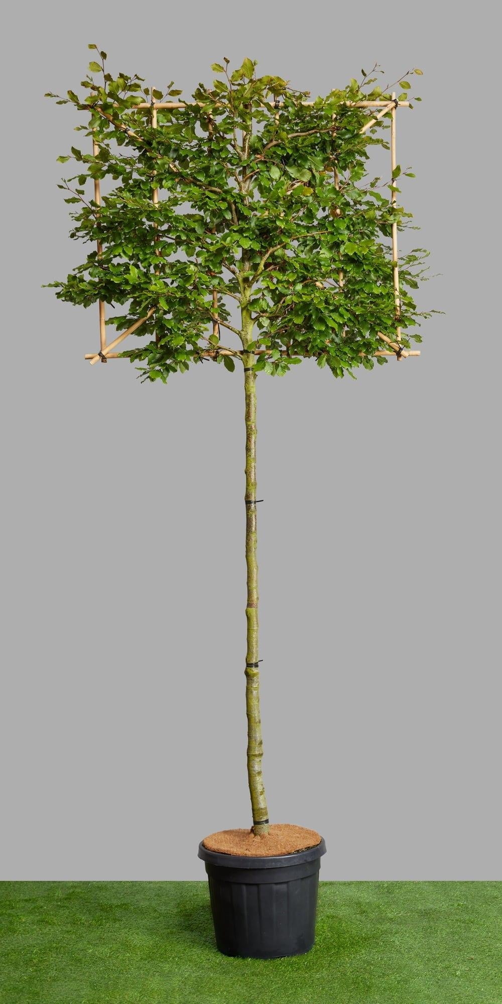 Fagus Sylvatica Screen Container - View 1 from www redcrocus com