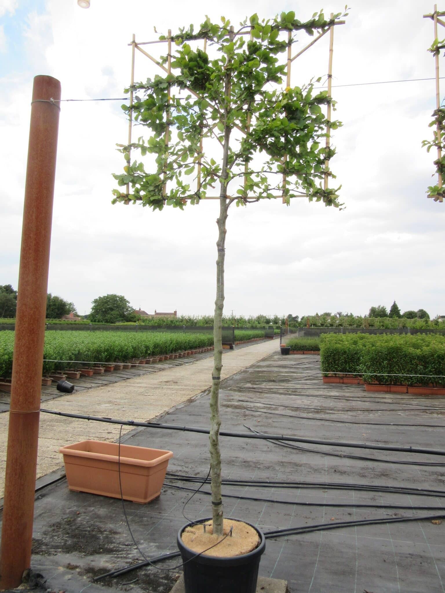 Fagus Sylvatica Screen Container - View 2 from www redcrocus com