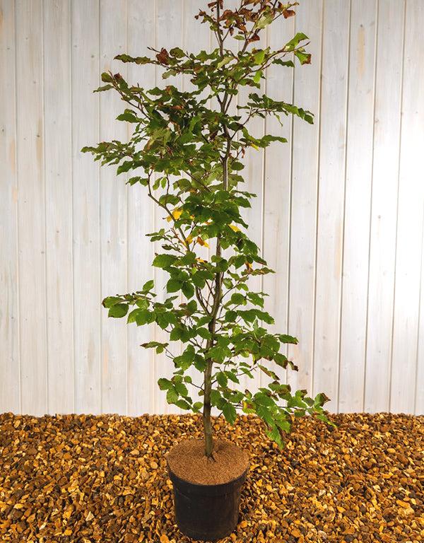 Fagus Sylvatica Screen Container - View 3 from www redcrocus com