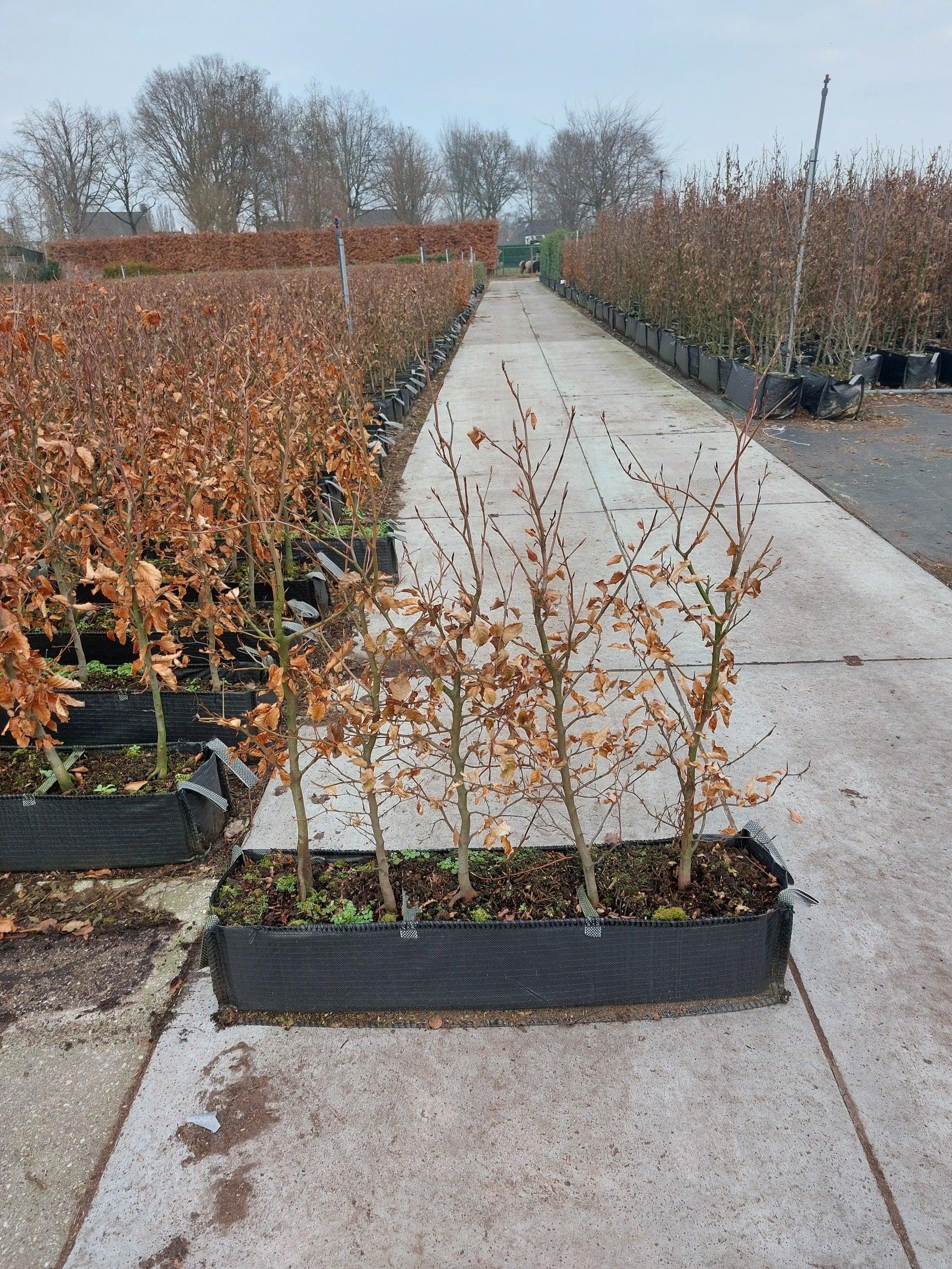 Fagus Sylvatica Screen Container - View 4 from www redcrocus com