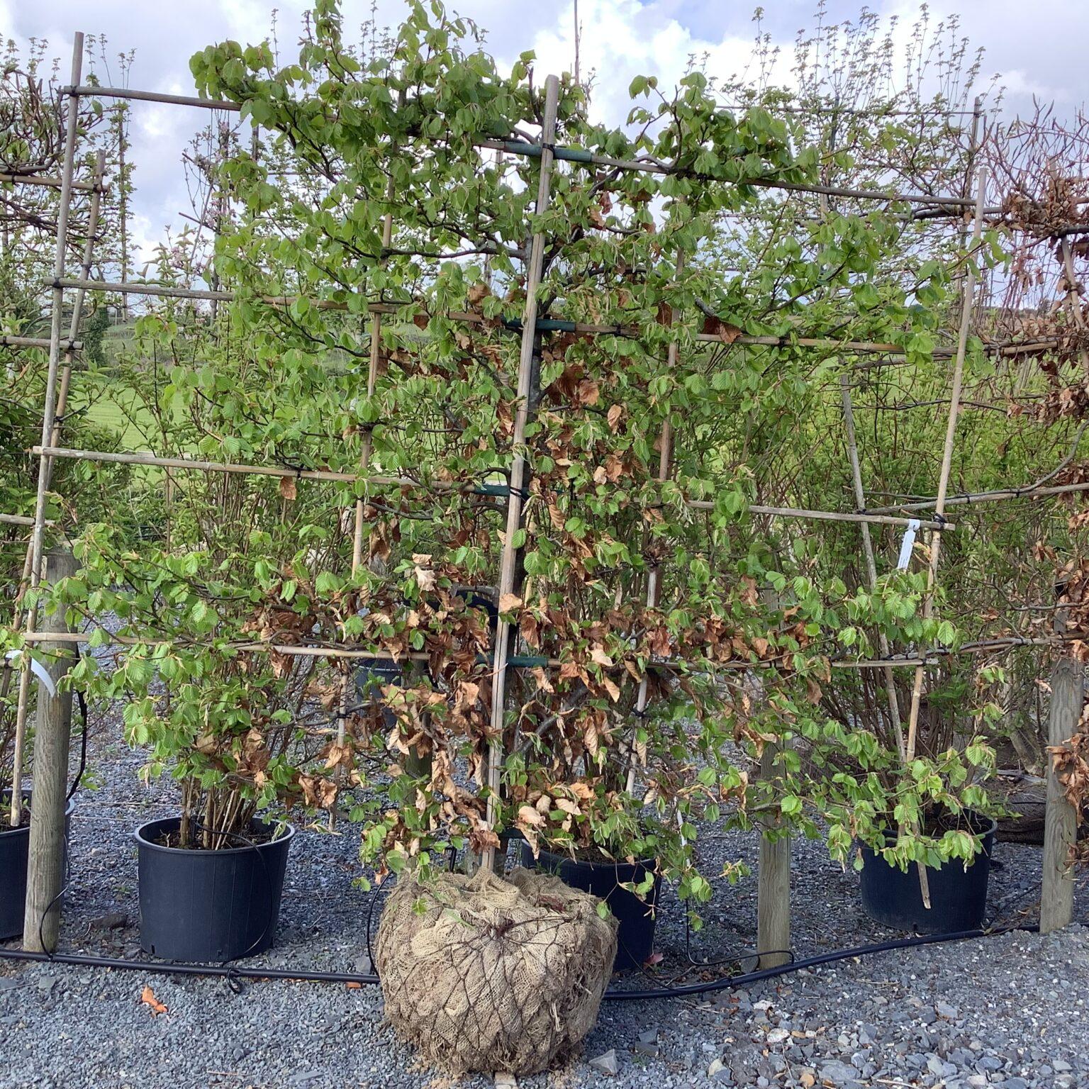 Fagus Sylvatica Screen Container - View 5 from www redcrocus com