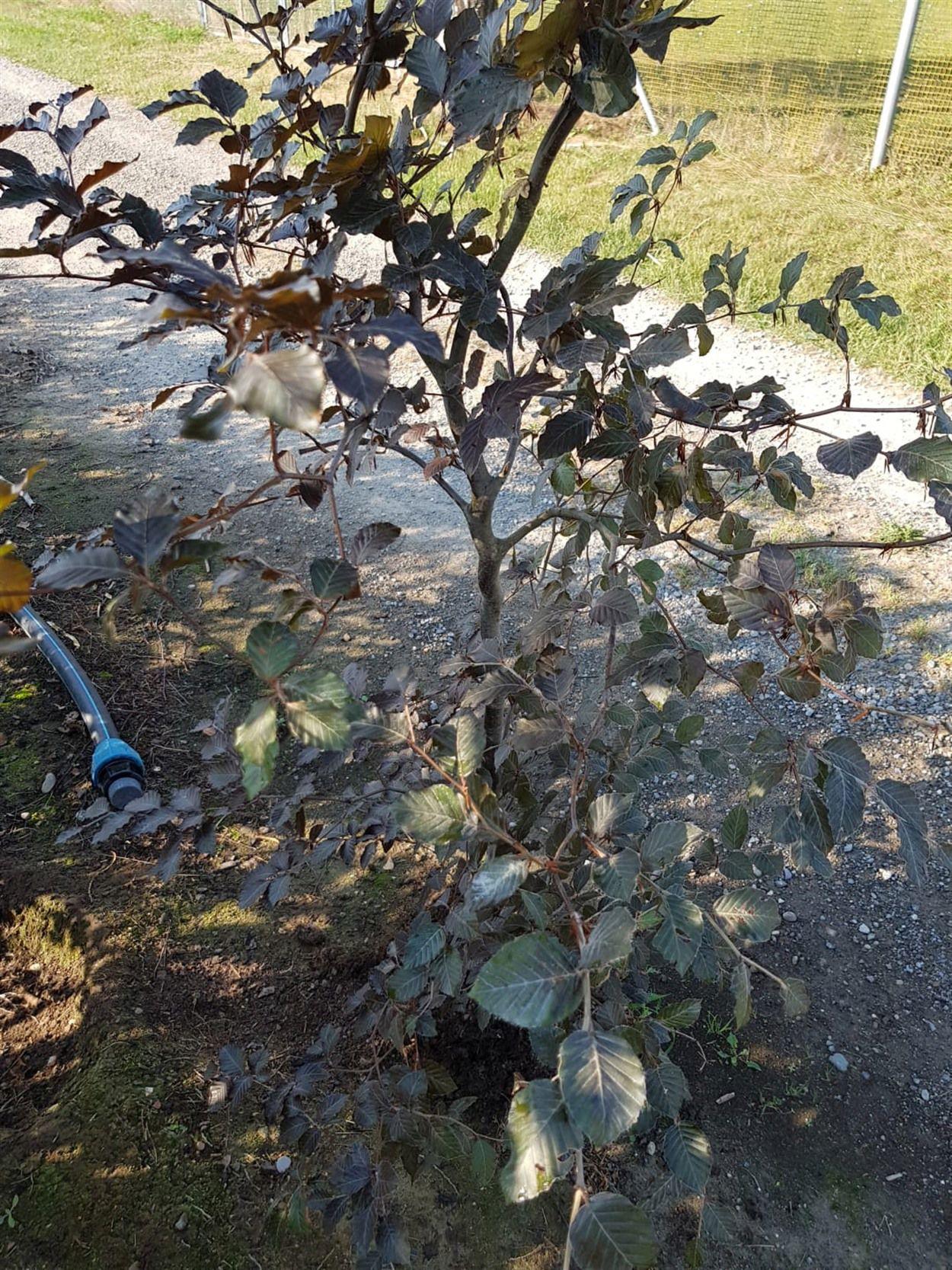 Fagus Sylvatica Screen Container - View 6 from www redcrocus com