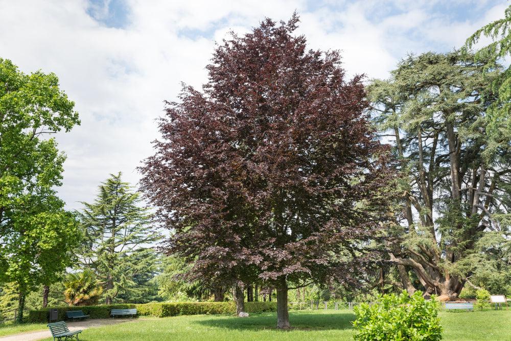 Fagus Sylvatica Screen Container - View 7 from www redcrocus com