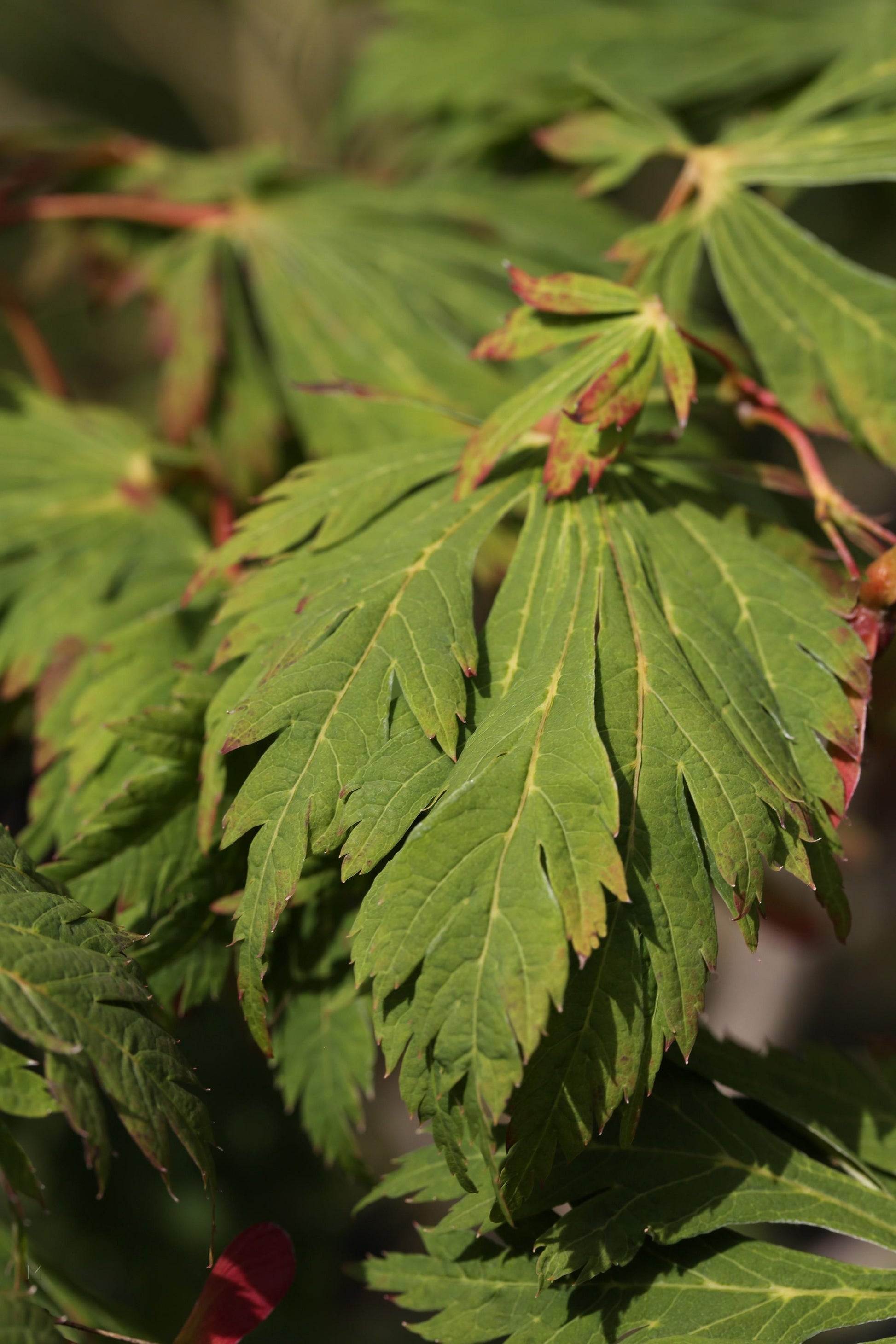 Acer Japonicum Aconitifolium - View 14 from www redcrocus com