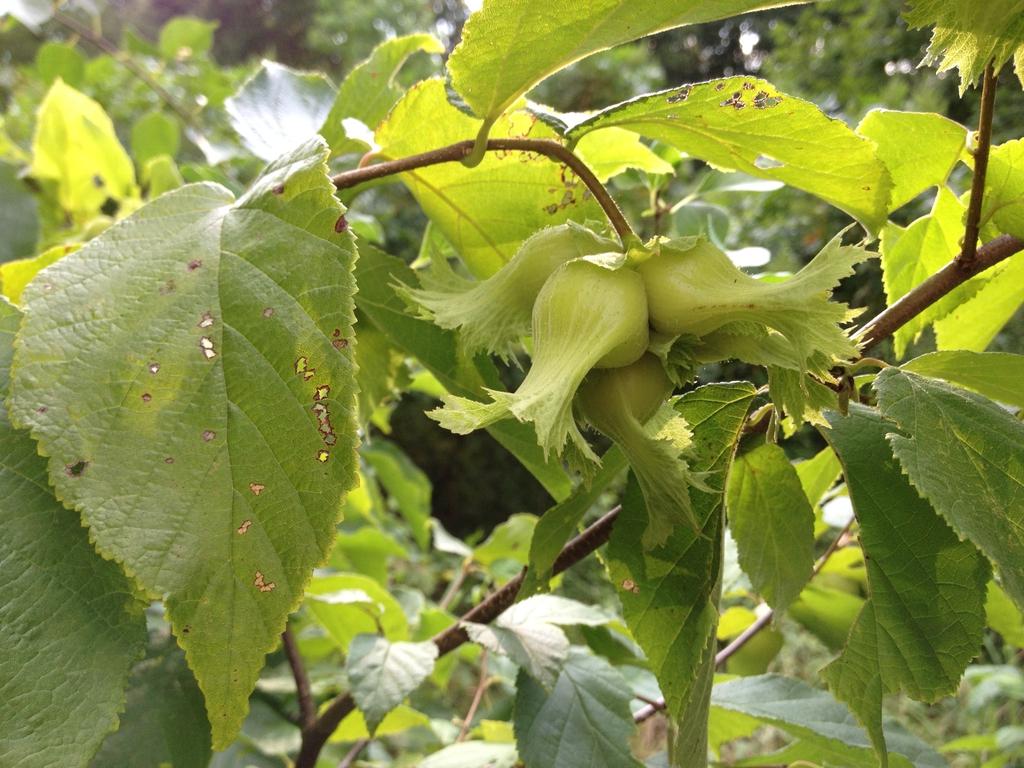 Corylus Americana - View 10 from www redcrocus com