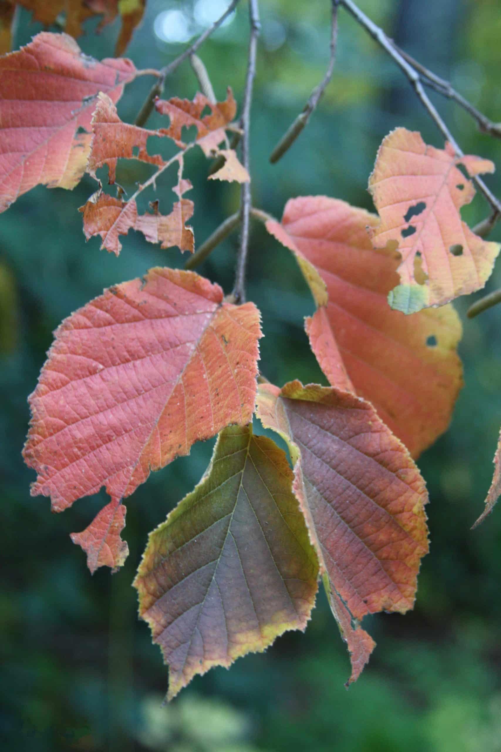 Corylus Americana - View 17 from www redcrocus com