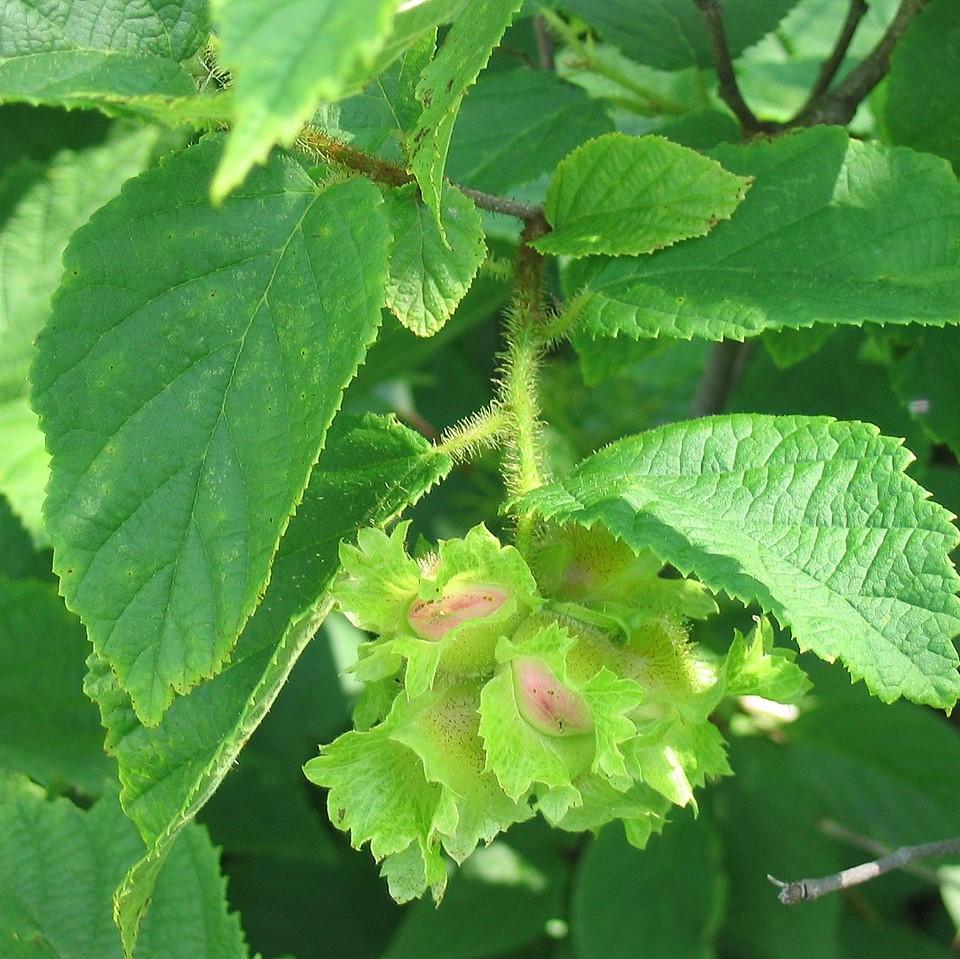 Corylus Americana - View 18 from www redcrocus com