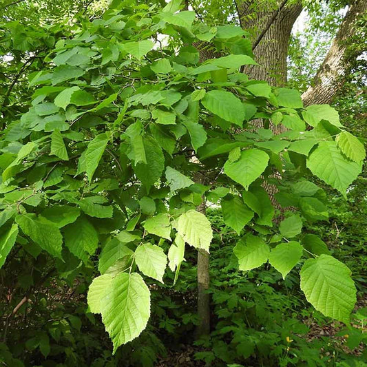 Corylus Americana - View 1 from www redcrocus com