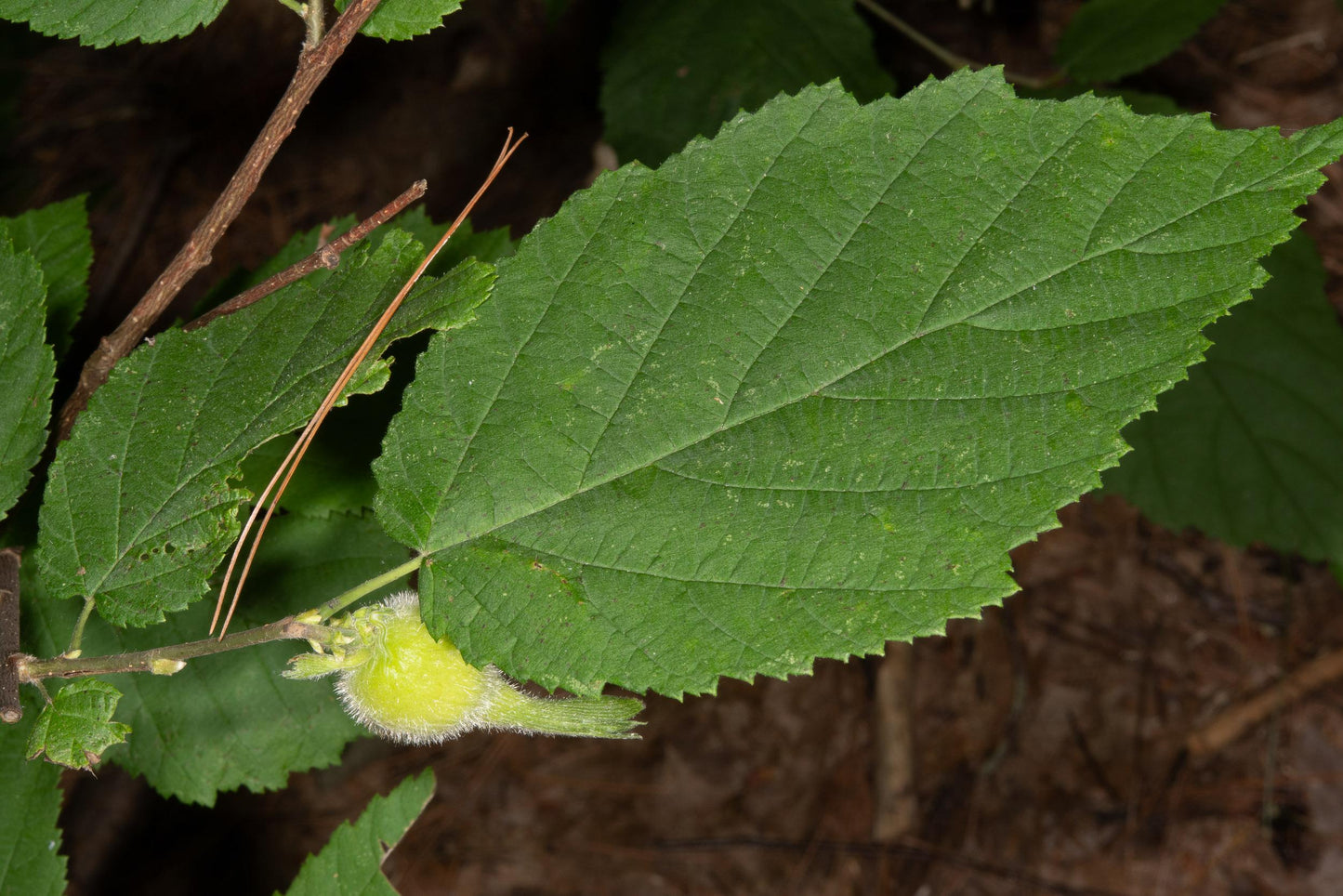 Corylus Americana - View 20 from www redcrocus com