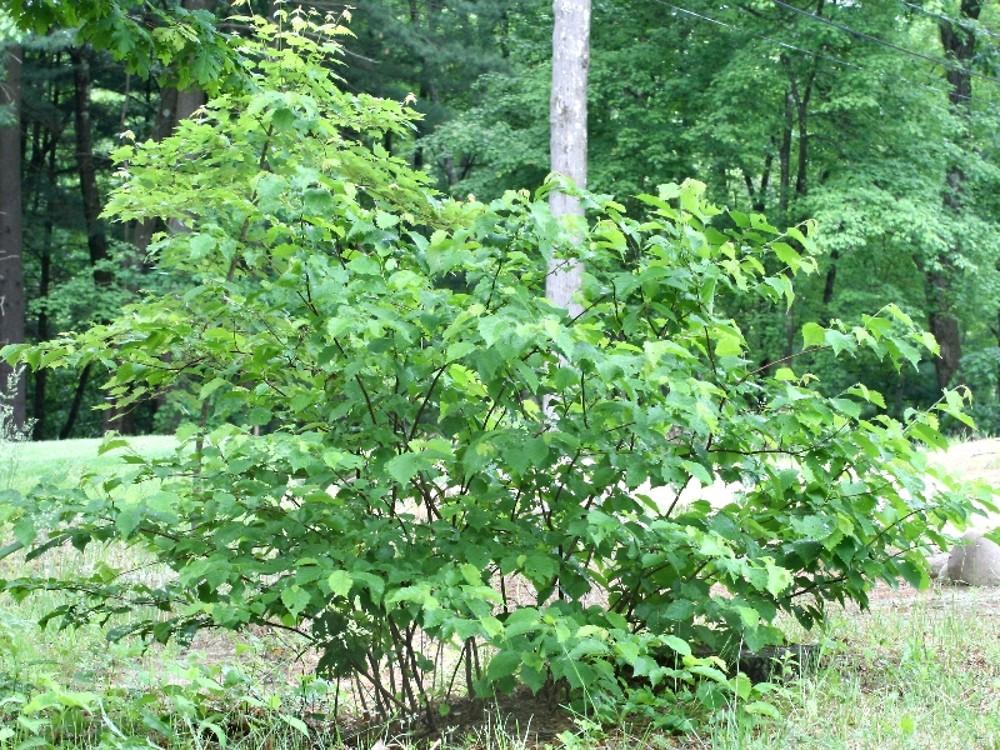 Corylus Americana - View 6 from www redcrocus com