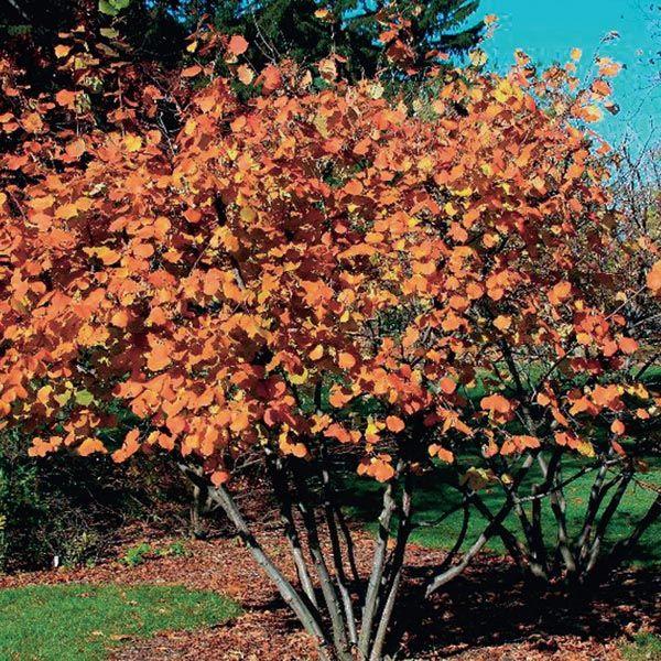 Corylus Americana - View 9 from www redcrocus com