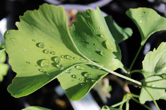 Ginkgo Biloba Chi Chi - View 1 from www redcrocus com