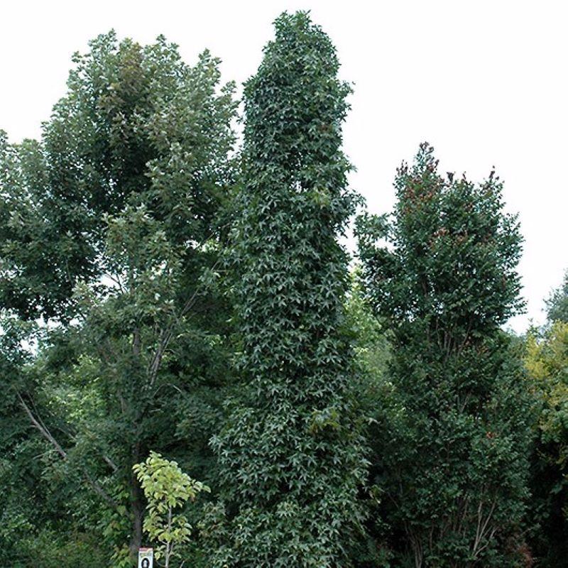 Liquidambar Styraciflua 'slender Silhouette' Multi Stem - View 11 from www redcrocus com