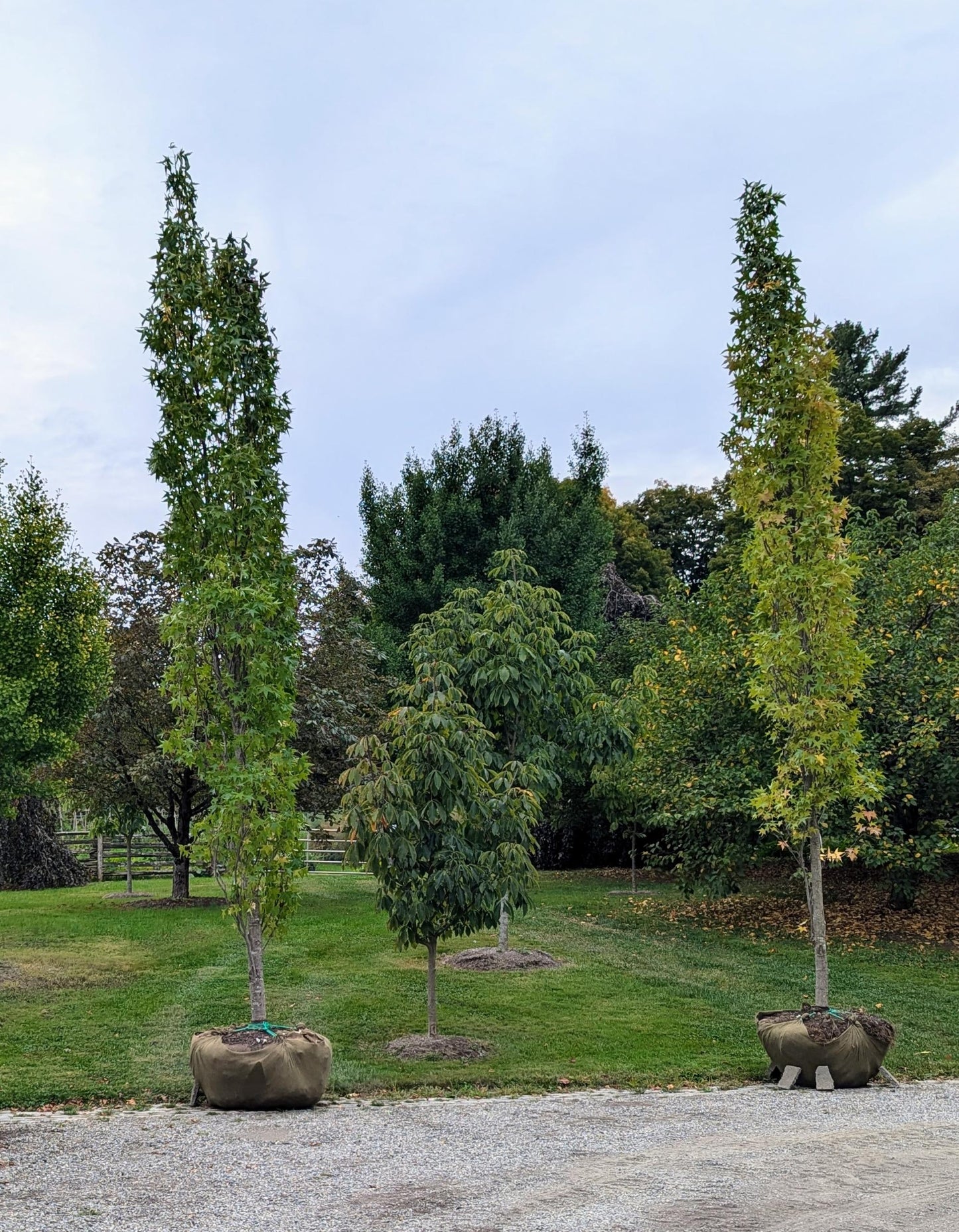 Liquidambar Styraciflua 'slender Silhouette' Multi Stem - View 12 from www redcrocus com