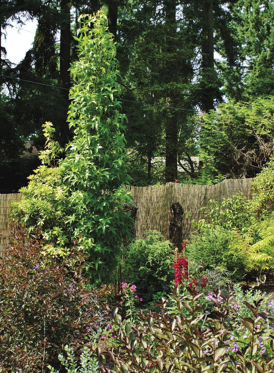 Liquidambar Styraciflua 'slender Silhouette' Multi Stem - View 13 from www redcrocus com
