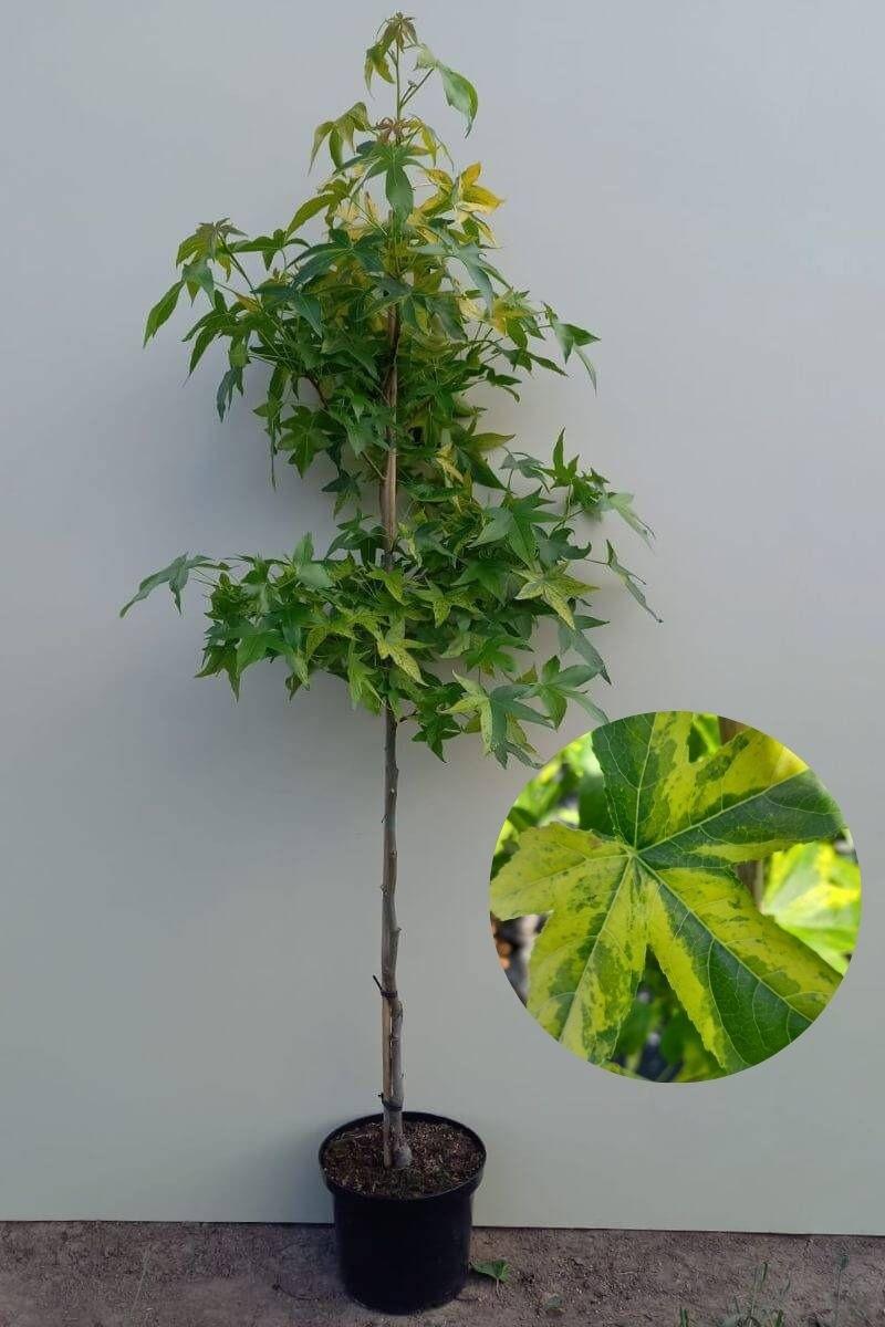 Liquidambar Styraciflua 'slender Silhouette' Multi Stem - View 14 from www redcrocus com