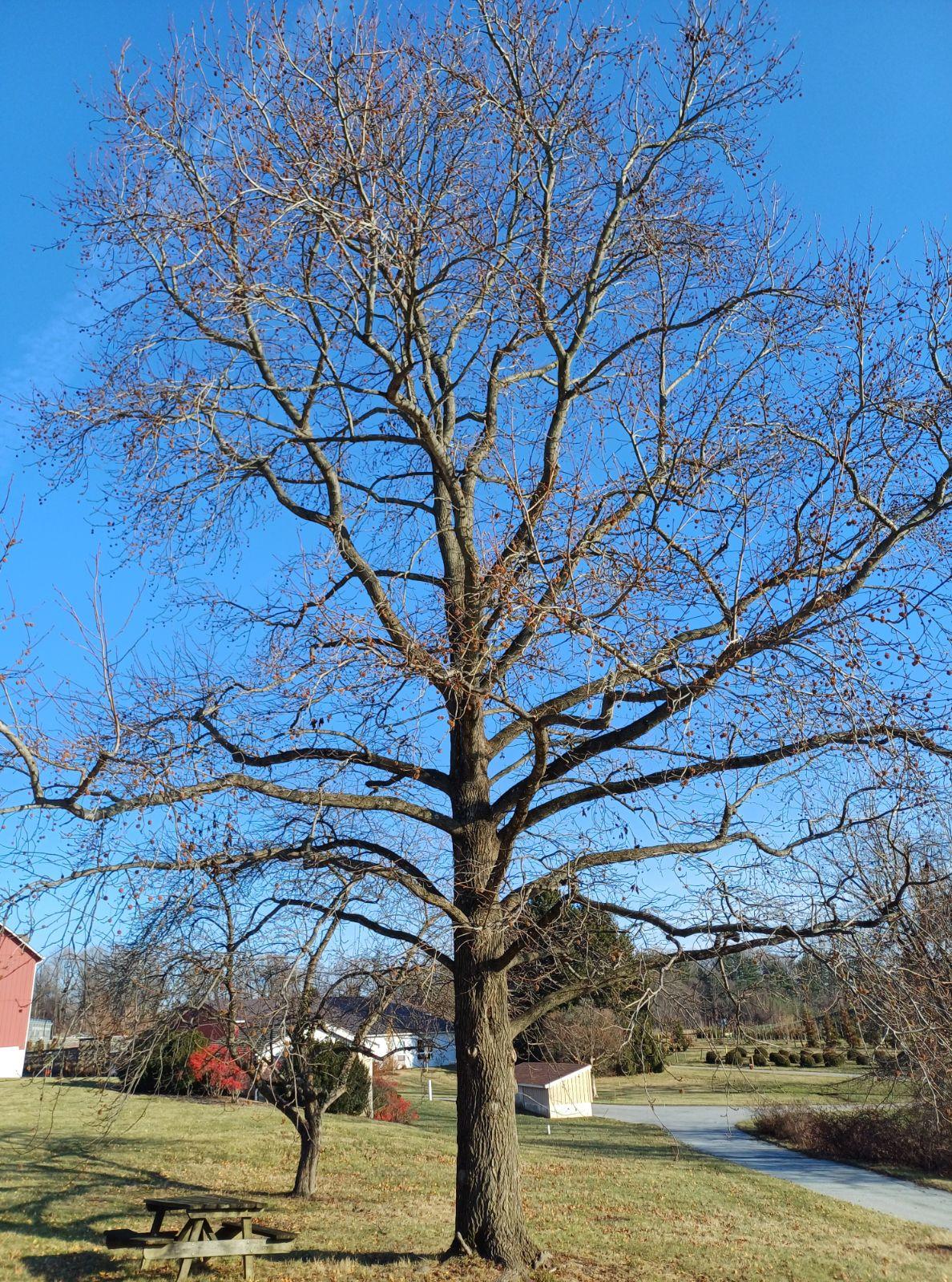 Liquidambar Styraciflua 'slender Silhouette' Multi Stem - View 15 from www redcrocus com