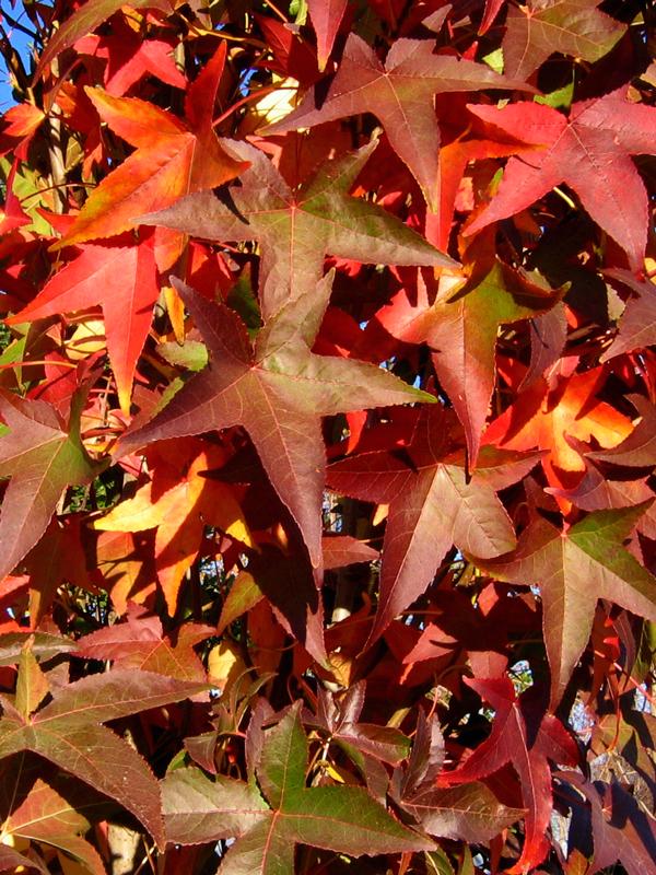 Liquidambar Styraciflua 'slender Silhouette' Multi Stem - View 21 from www redcrocus com