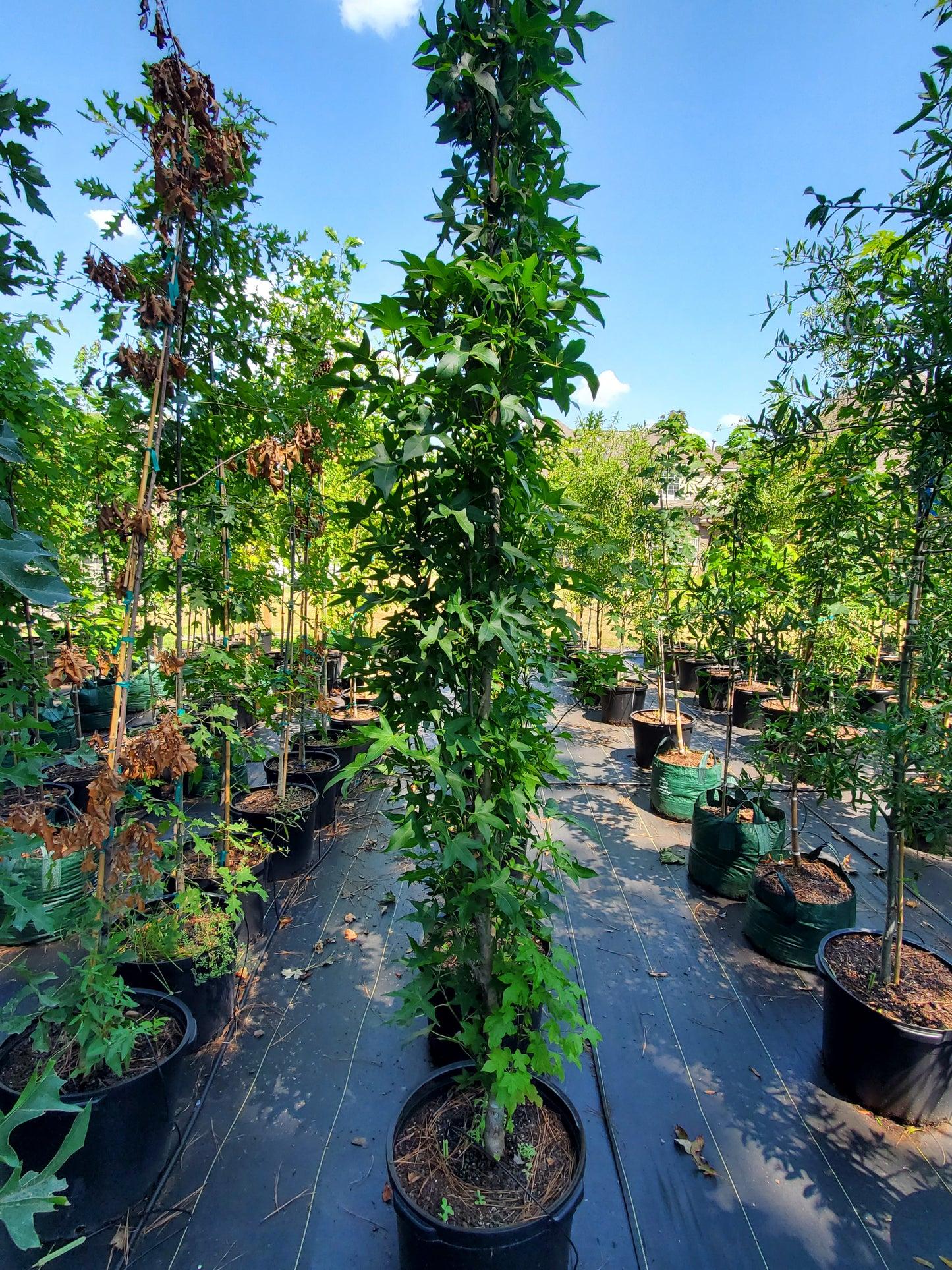 Liquidambar Styraciflua 'slender Silhouette' Multi Stem - View 24 from www redcrocus com