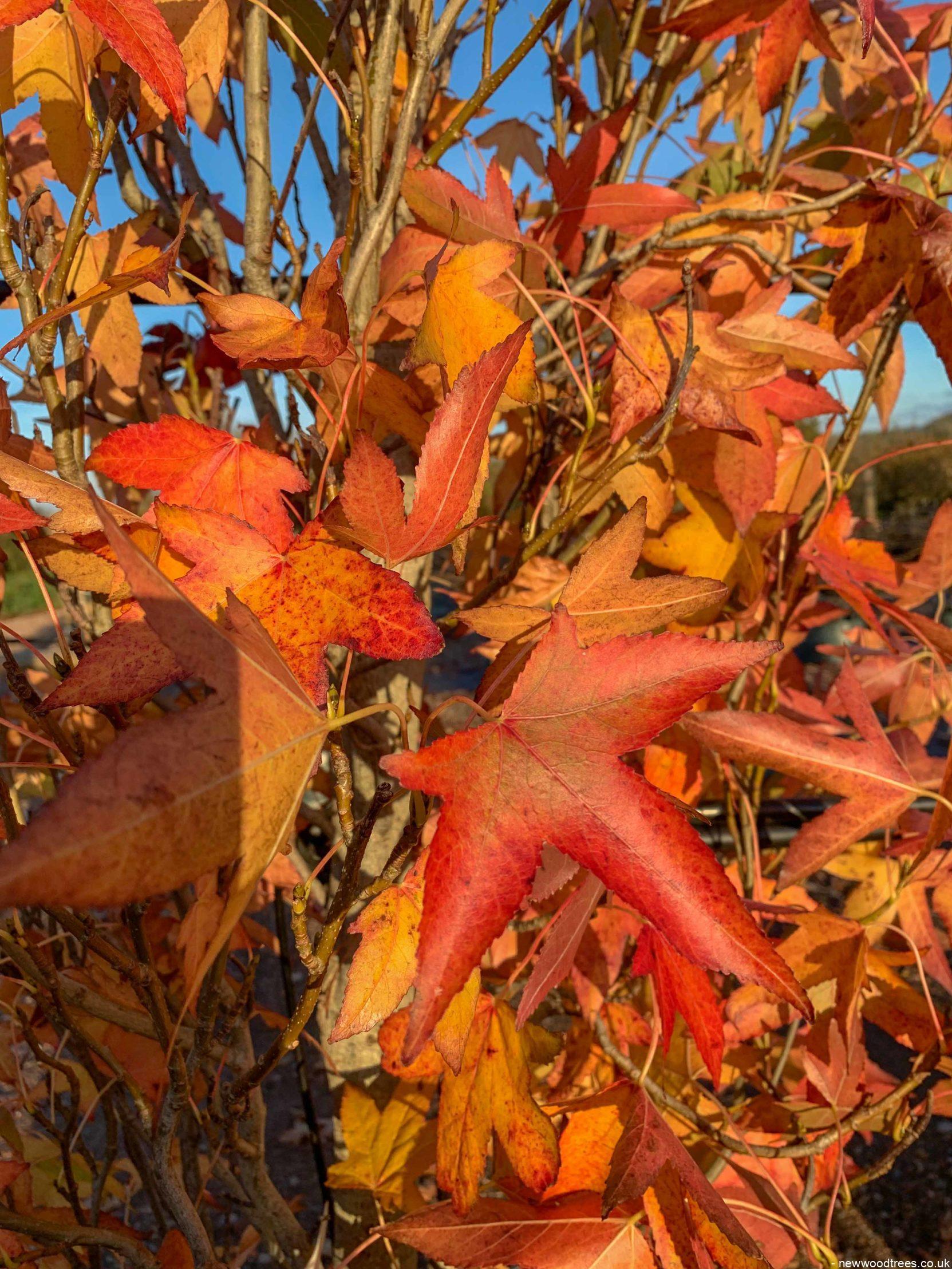 Liquidambar Styraciflua 'slender Silhouette' Multi Stem - View 25 from www redcrocus com