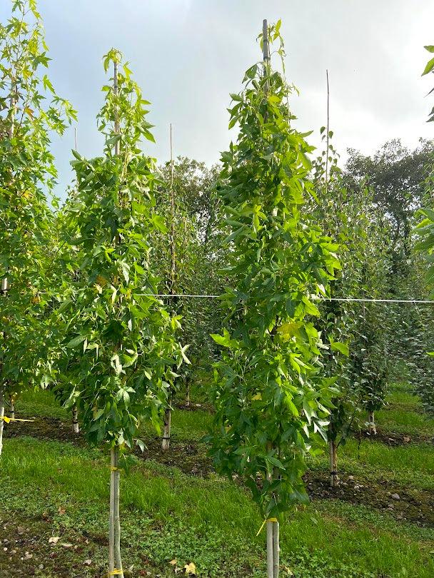 Liquidambar Styraciflua 'slender Silhouette' Multi Stem - View 26 from www redcrocus com