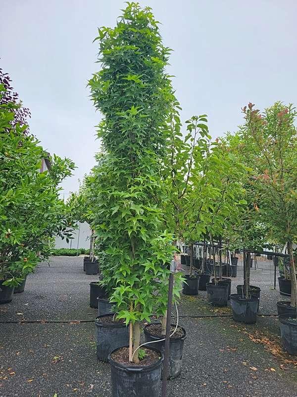 Liquidambar Styraciflua 'slender Silhouette' Multi Stem - View 27 from www redcrocus com