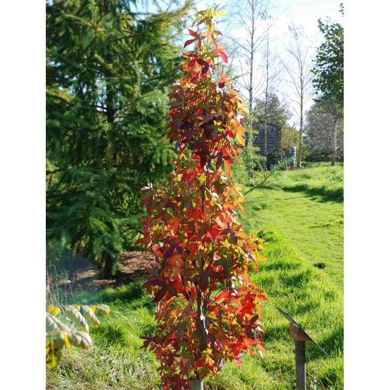 Liquidambar Styraciflua 'slender Silhouette' Multi Stem - View 29 from www redcrocus com