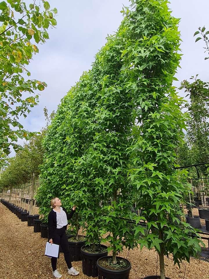 Liquidambar Styraciflua 'slender Silhouette' Multi Stem - View 2 from www redcrocus com