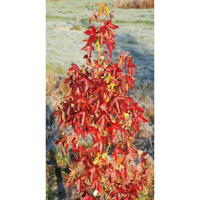 Liquidambar Styraciflua 'slender Silhouette' Multi Stem - View 30 from www redcrocus com