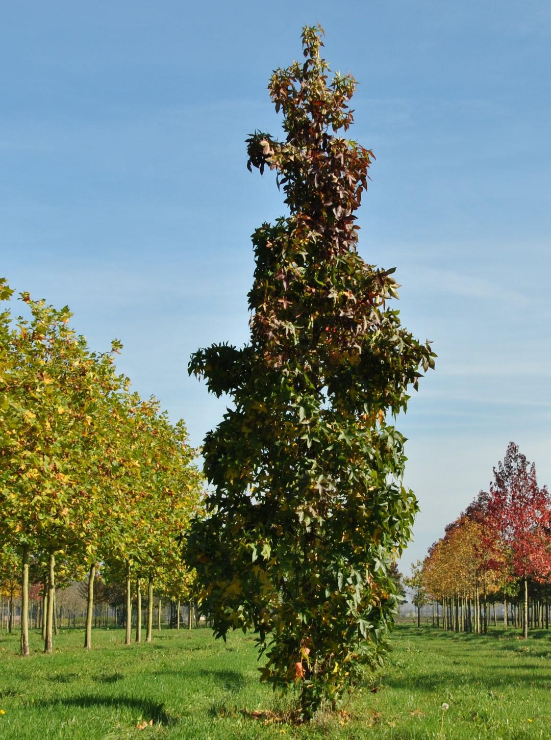 Liquidambar Styraciflua 'slender Silhouette' Multi Stem - View 3 from www redcrocus com