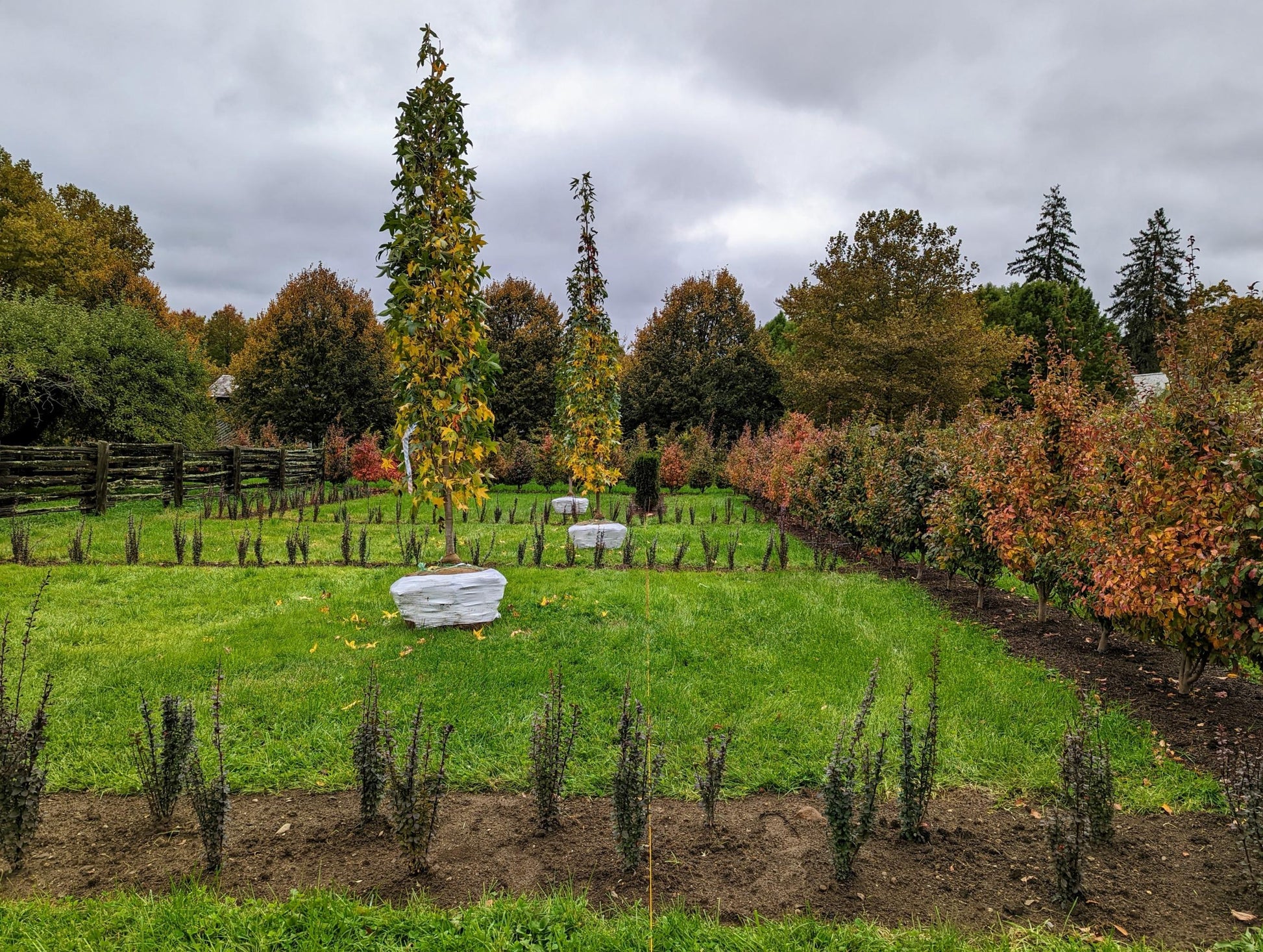 Liquidambar Styraciflua 'slender Silhouette' Multi Stem - View 4 from www redcrocus com