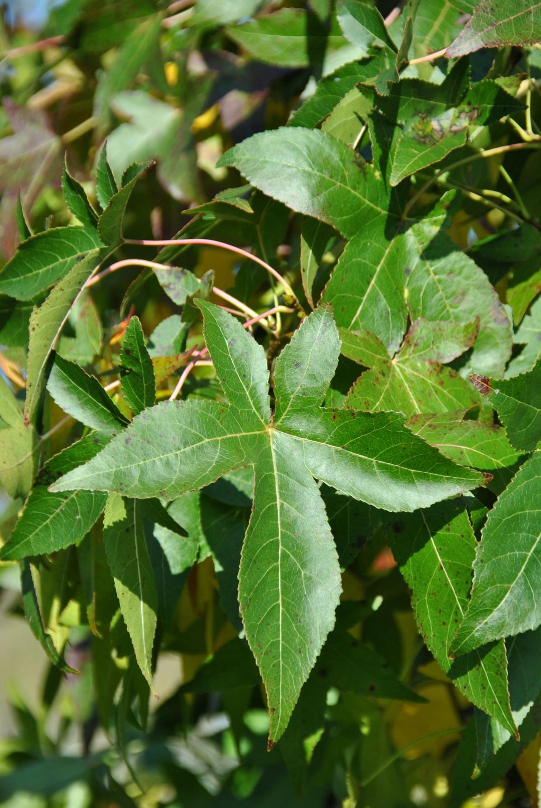 Liquidambar Styraciflua 'slender Silhouette' Multi Stem - View 7 from www redcrocus com