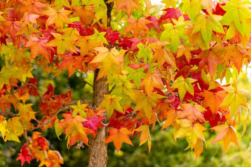 Liquidambar Styraciflua - View 11 from www redcrocus com