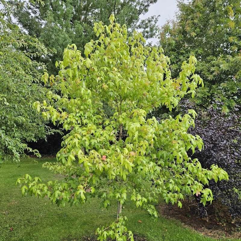 Liquidambar Styraciflua - View 12 from www redcrocus com