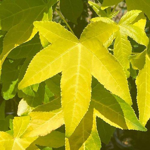 Liquidambar Styraciflua - View 14 from www redcrocus com