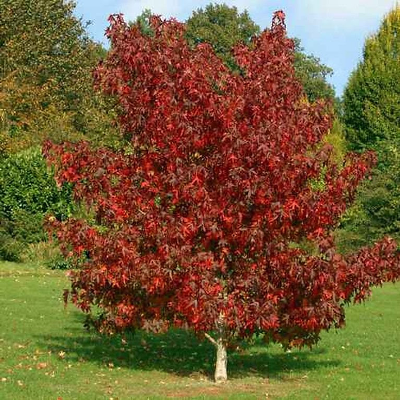 Liquidambar Styraciflua - View 15 from www redcrocus com