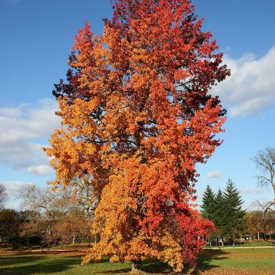 Liquidambar Styraciflua - View 18 from www redcrocus com